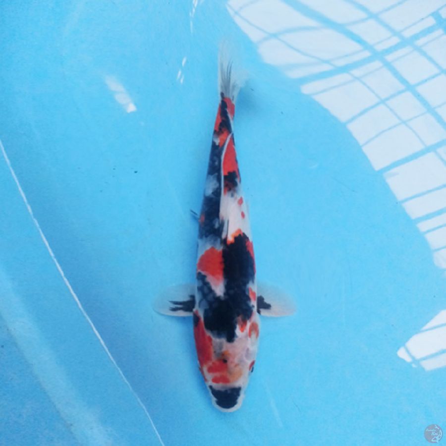 SHOWA 33CM