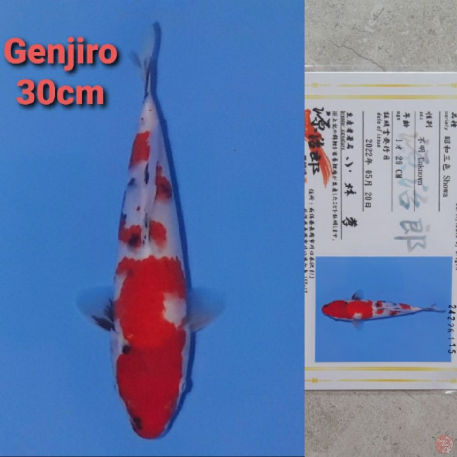 GENJIRO SHOWA 30CM SERTI