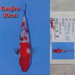 GENJIRO SHOWA 30CM SERTI