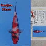 GENJIRO SHOWA 30CM SERTI