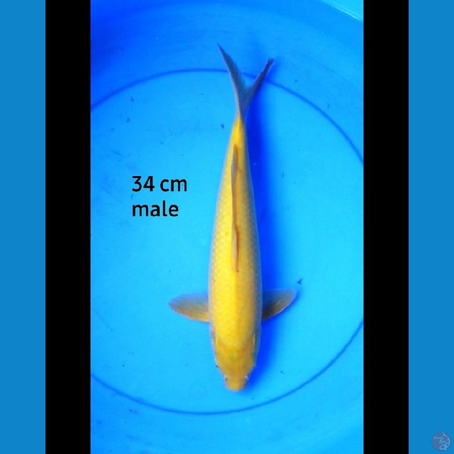 Karashi 34 cm male 