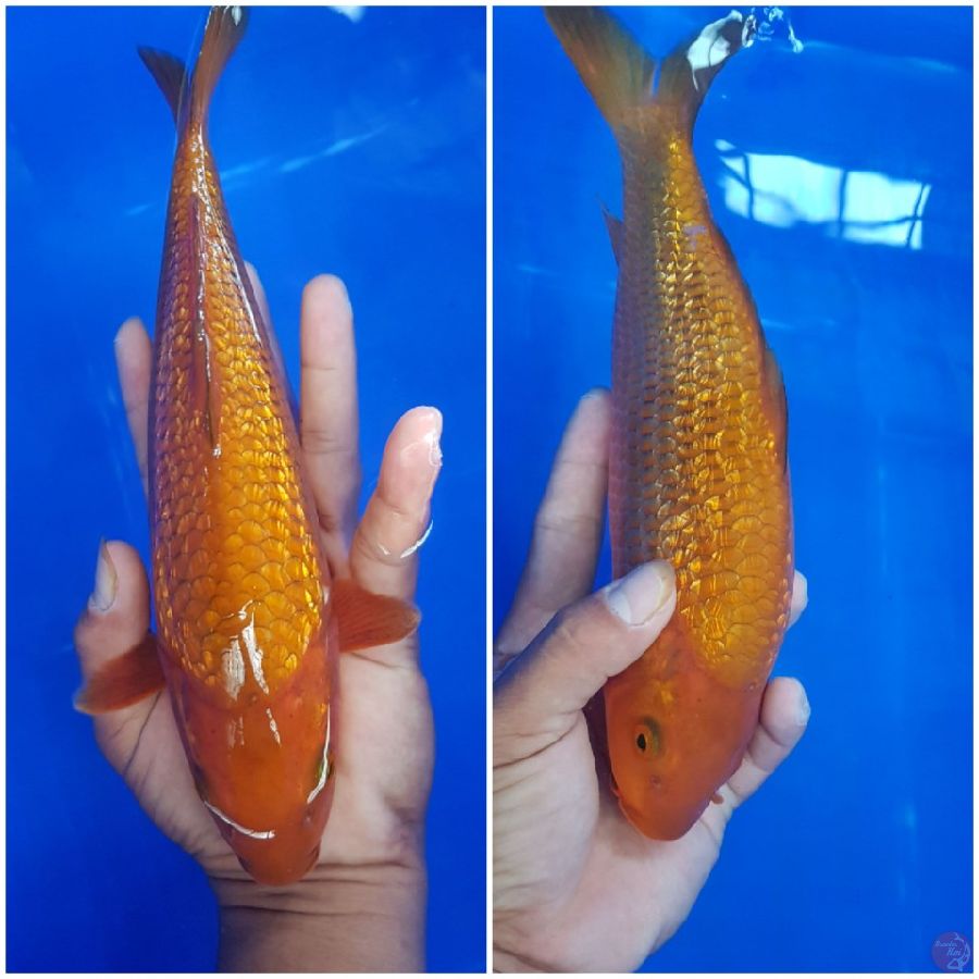 Tembaga ginrin 25 cm