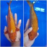 Tembaga ginrin 25 cm