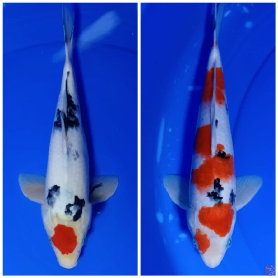 2 EKOR ALL 28 CM