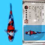 MARUTEN SHOWA HQ SHINODA 35CM