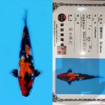 SHOWA GINRIN SQ SHINODA 30CM