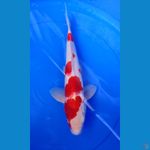 kohaku super red original 40 bu