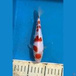 kohaku nice pattern 20bu