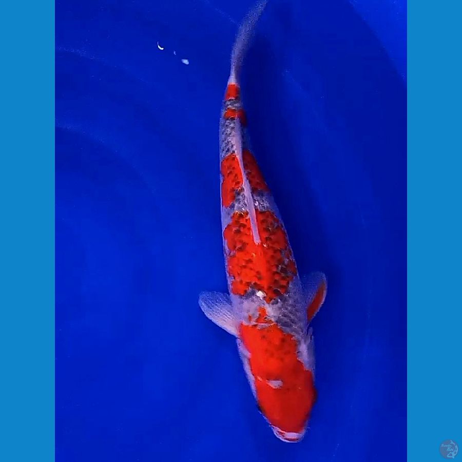 goshiki red strong f 40 bu/38 cm
