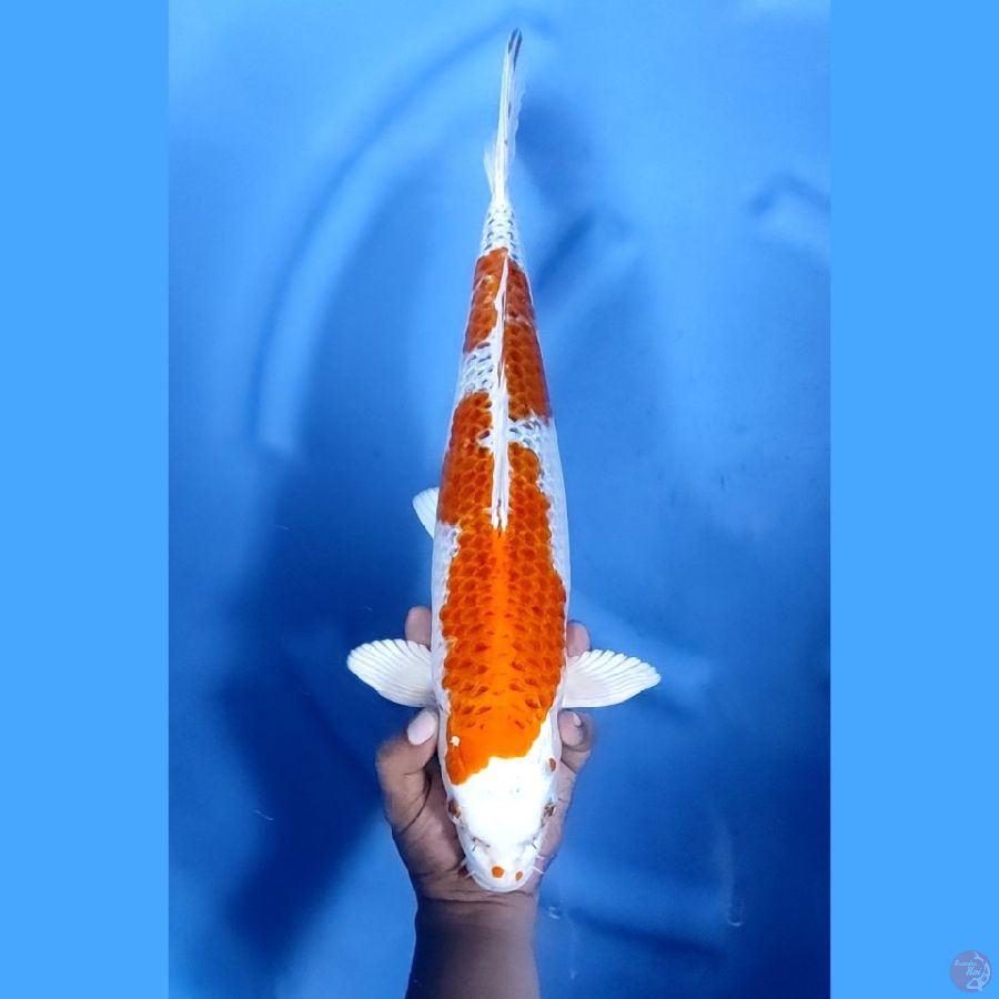45BU / 44CM # HIKARI MOYOMONO - F