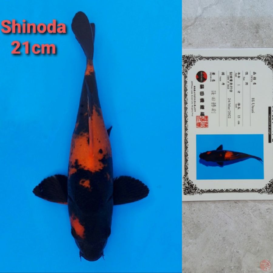 SHINODA HIUTSURI 21CM SERTI