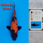 SHINODA HIUTSURI 20CM SERTI