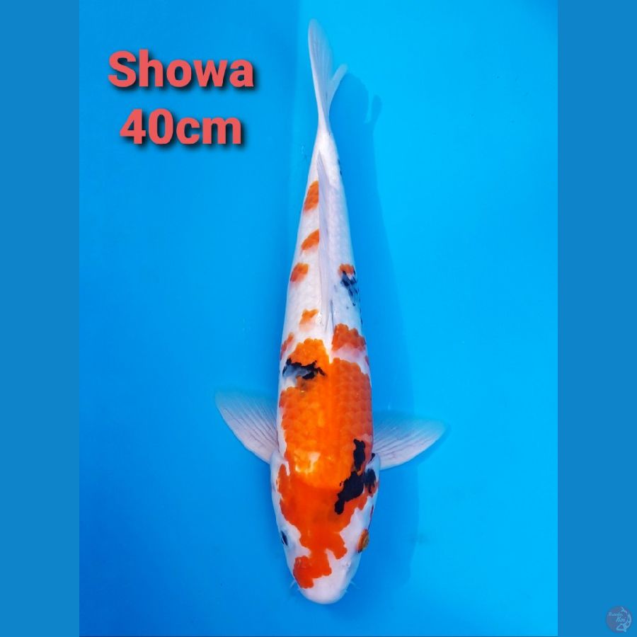 SHOWA 40CM