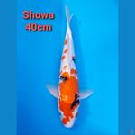 SHOWA 40CM