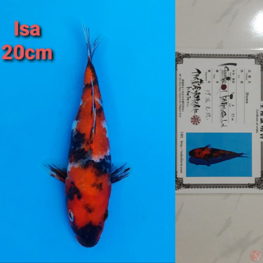 ISA SHOWA 20CM SERTI