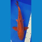 Chagoi Tembaga 42cm Male 002