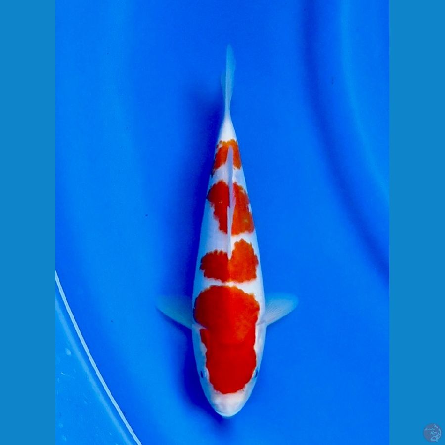 20cm ,Male Yondan Kohaku 