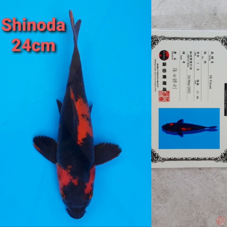 SHINODA HIUTSURI 24CM SERTI