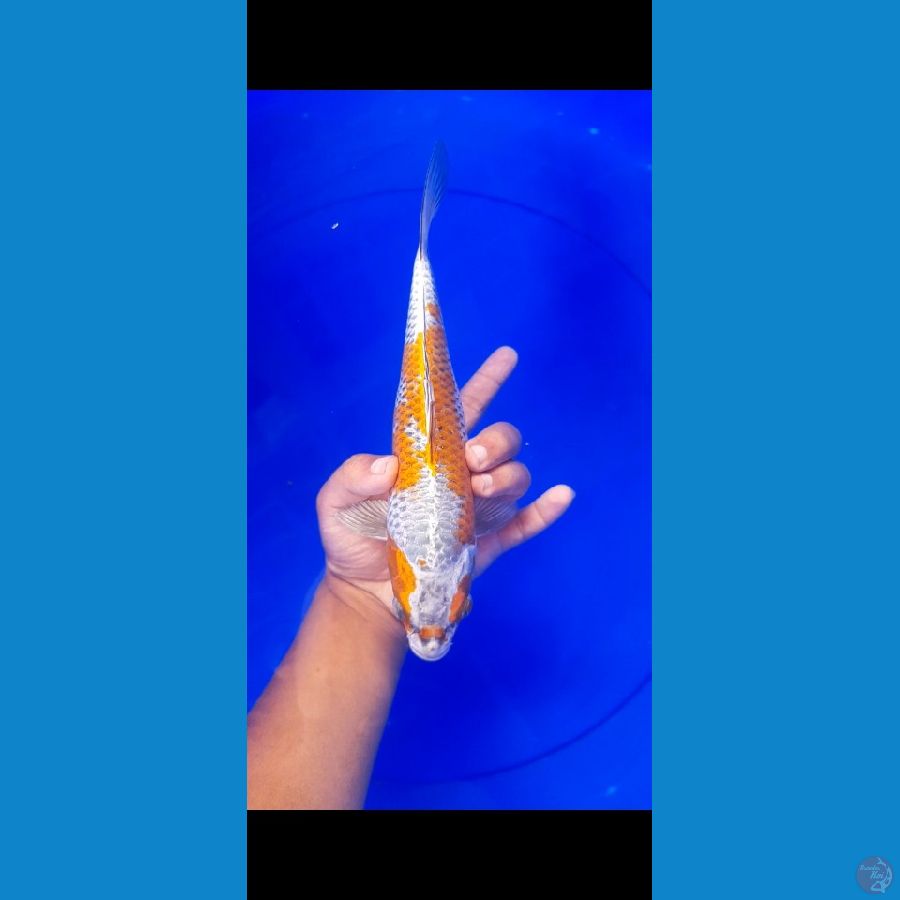 benigingga