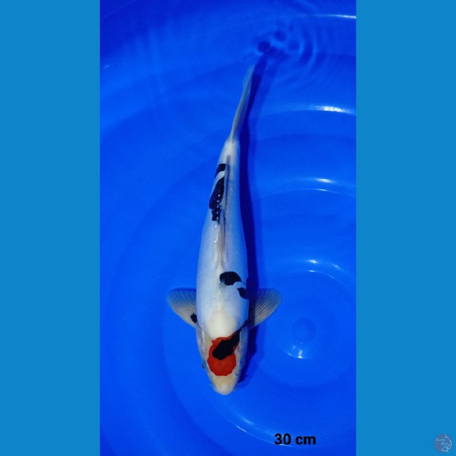 30cm tancho showa doitsu