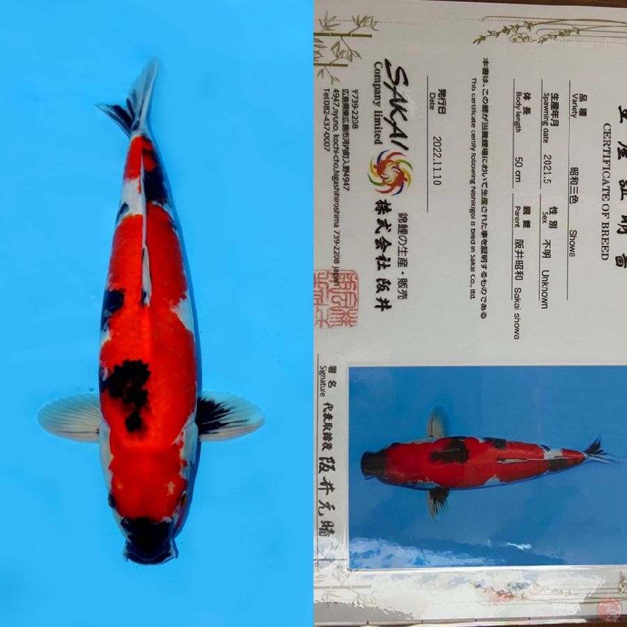 SHOWA SANSHOKU HQ SAKAI IMPORT 50CM