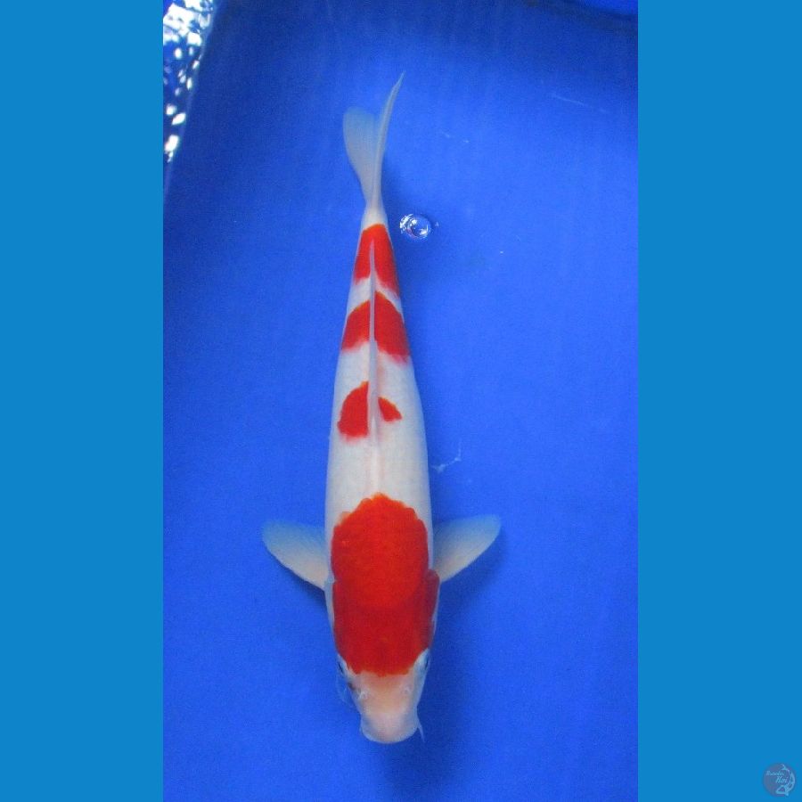 kohaku ±32cm