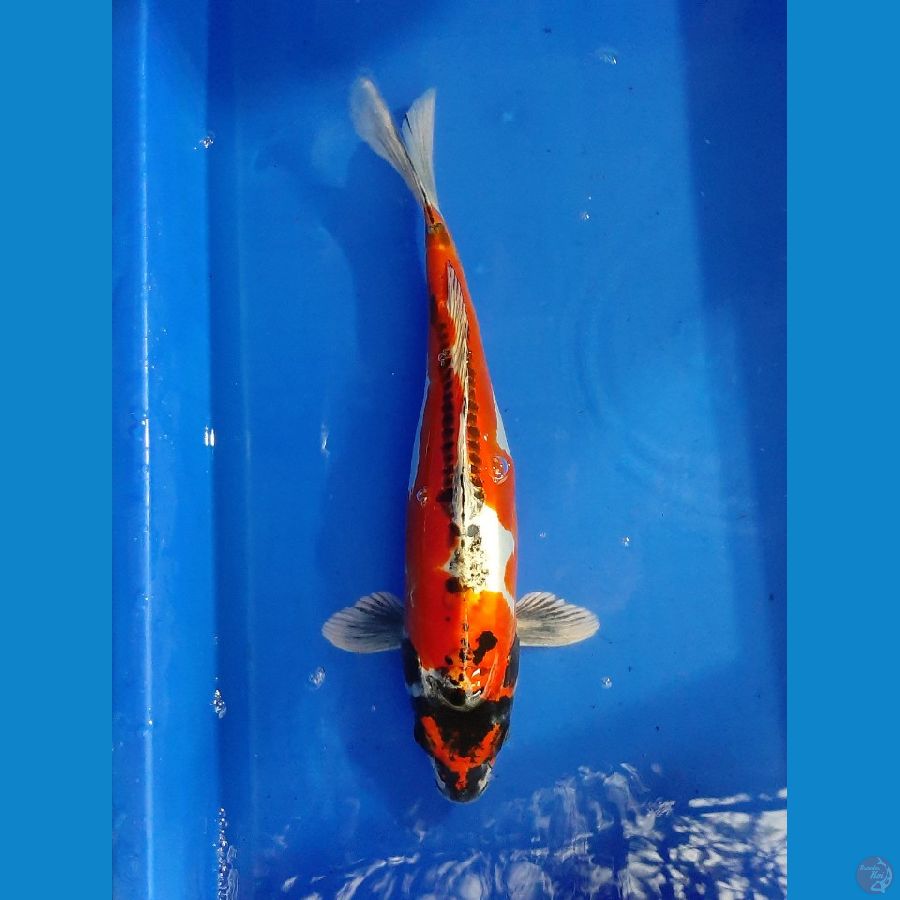 BaniKiko 35CM