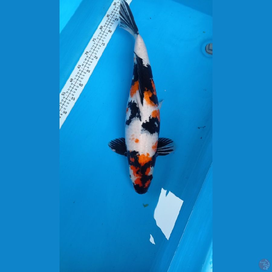 showa 55cm female