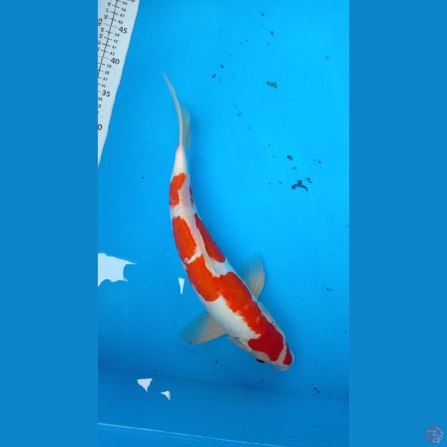 kohaku doitsu 42cm male