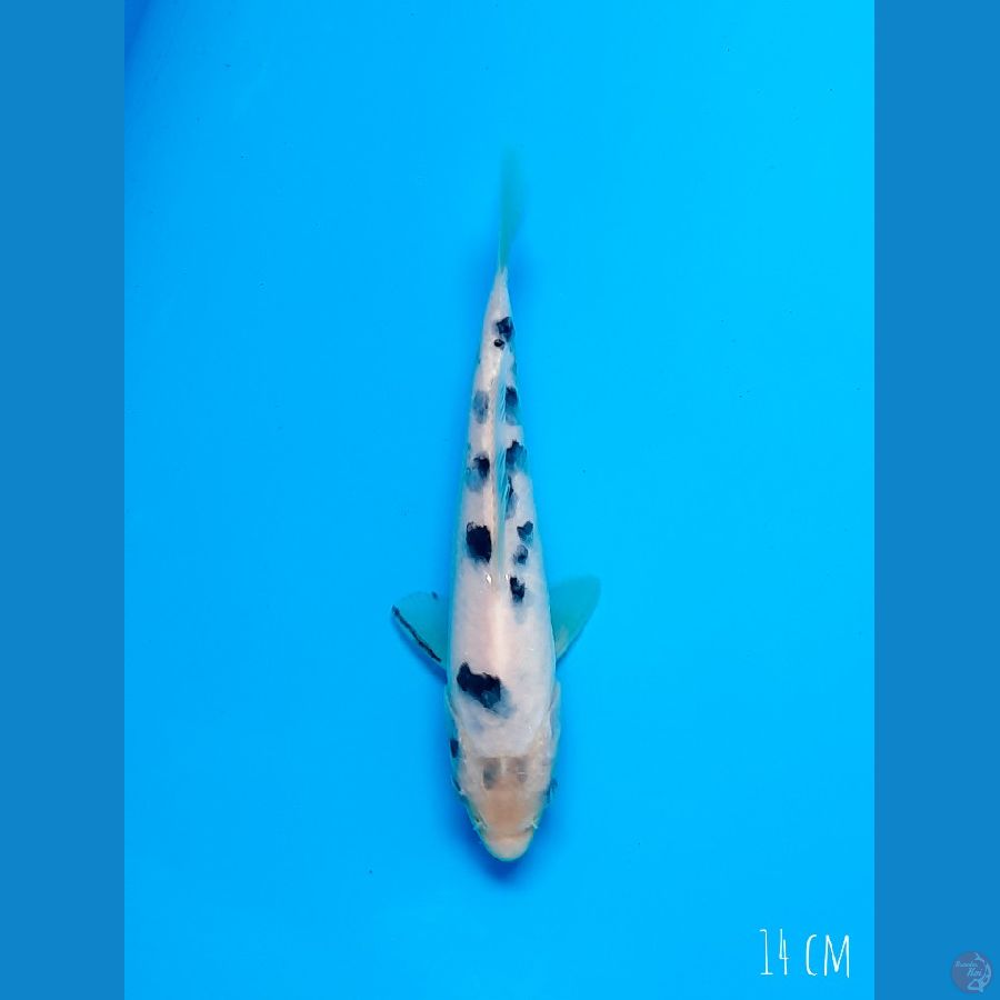 Bekko 14 cm halus