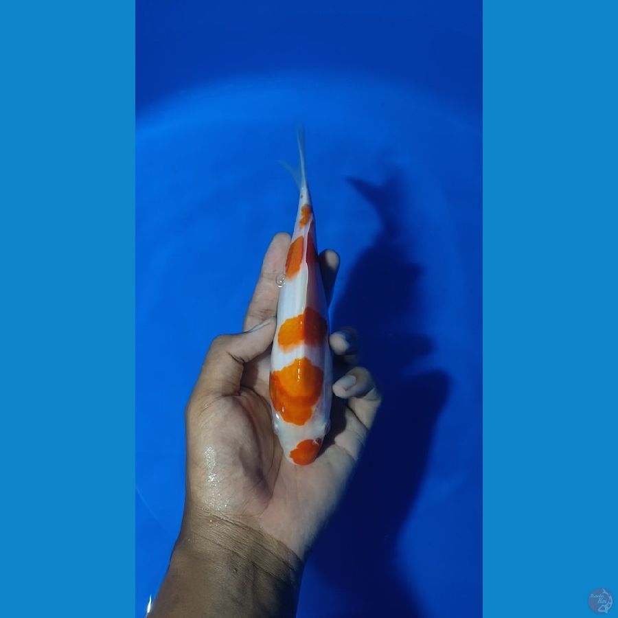 kohaku sz.20cm
