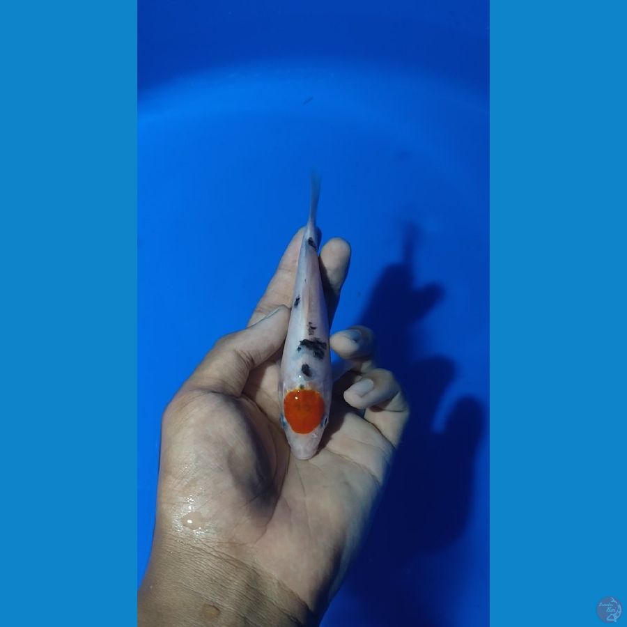 tancho sanke 15cm