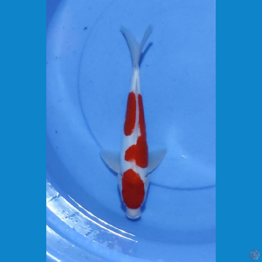 Maruten Doitsu 30CM