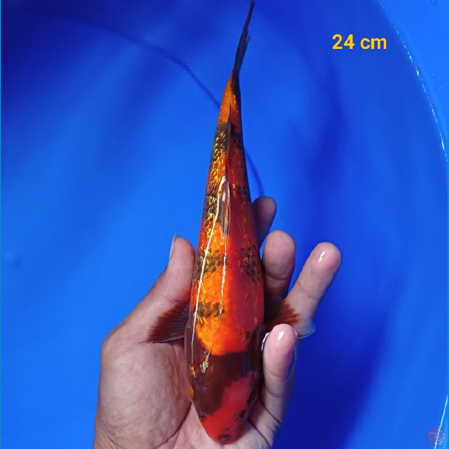 utsuri ginrin 24 cm