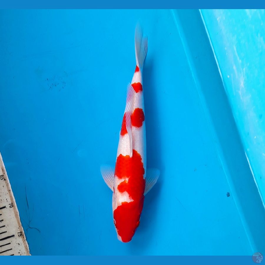 Kohaku 36cm 》Male