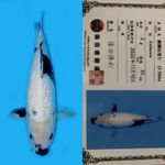 JUMBO SHIRO GINRIN SHINODA 55CM