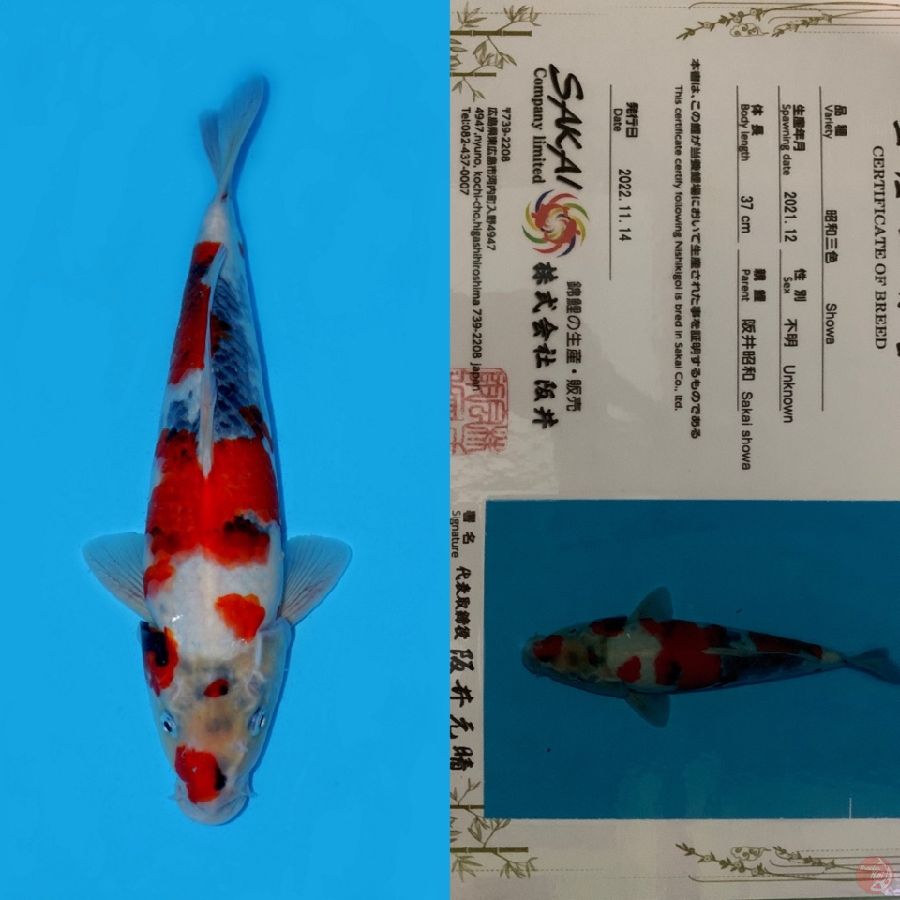 SHOWA SAKAI HQ 37CM MALE