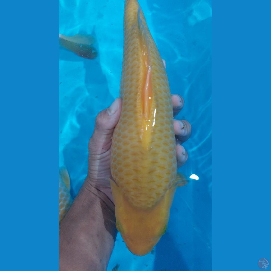 breed Aziz SQ 30CM male