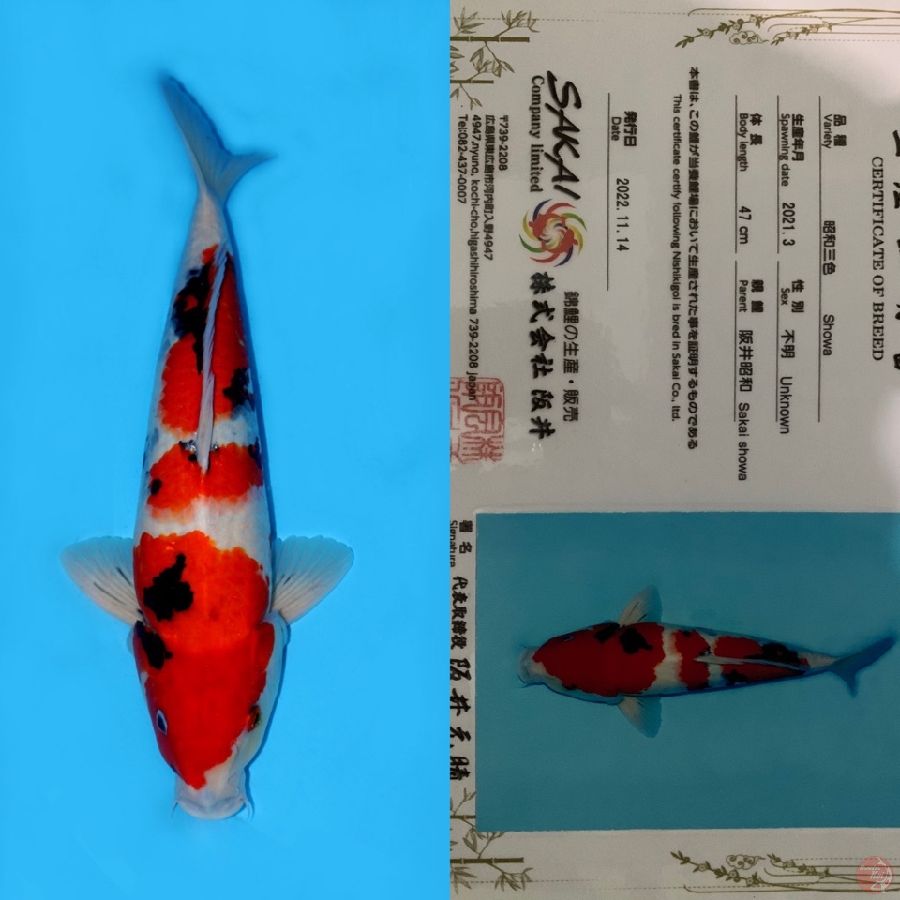 JUMBO SHOWA SUPER TATEGOI SAKAI 47CM