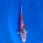 Koi Import Jepang Shusui (Sertifikat Tanaka) 23cm