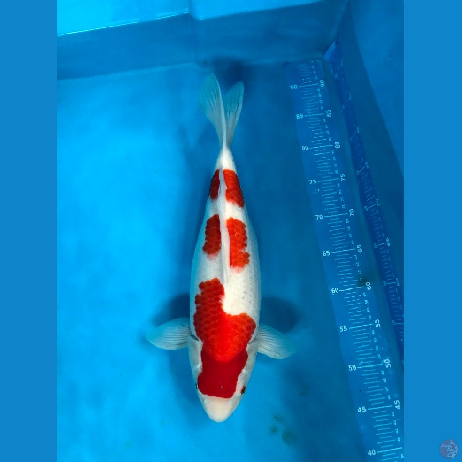 Super Kohaku Short body 41cm Female