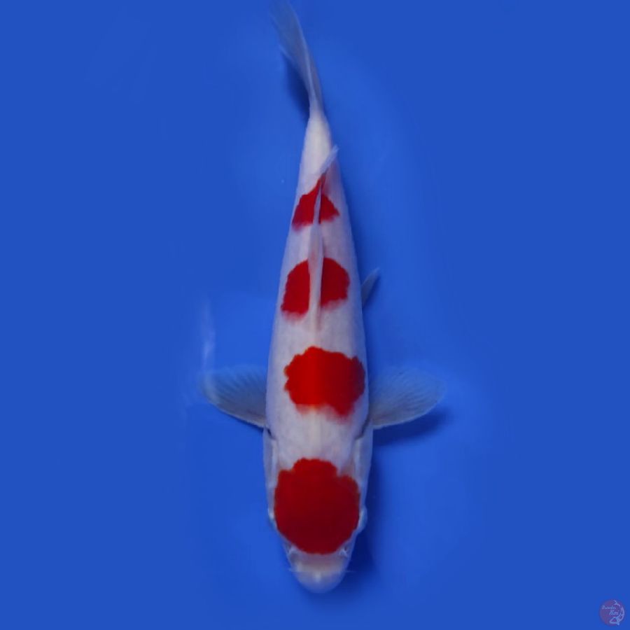 Kohaku SQ 23cm male/jantan