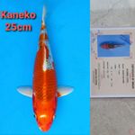 KANEKO KUJAKU 25CM SERTI