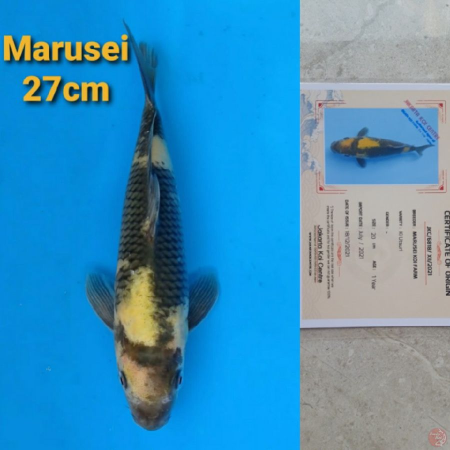 MARUSEI KIUTSURI 27CM SERTI