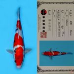 SHOWA SANSHOKU HQ SHINODA 35CM (JUMBO TOSAI)