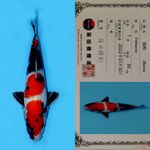 SHOWA SANSHOKU HQ SHINODA 36CM (JUMBO TOSAI)