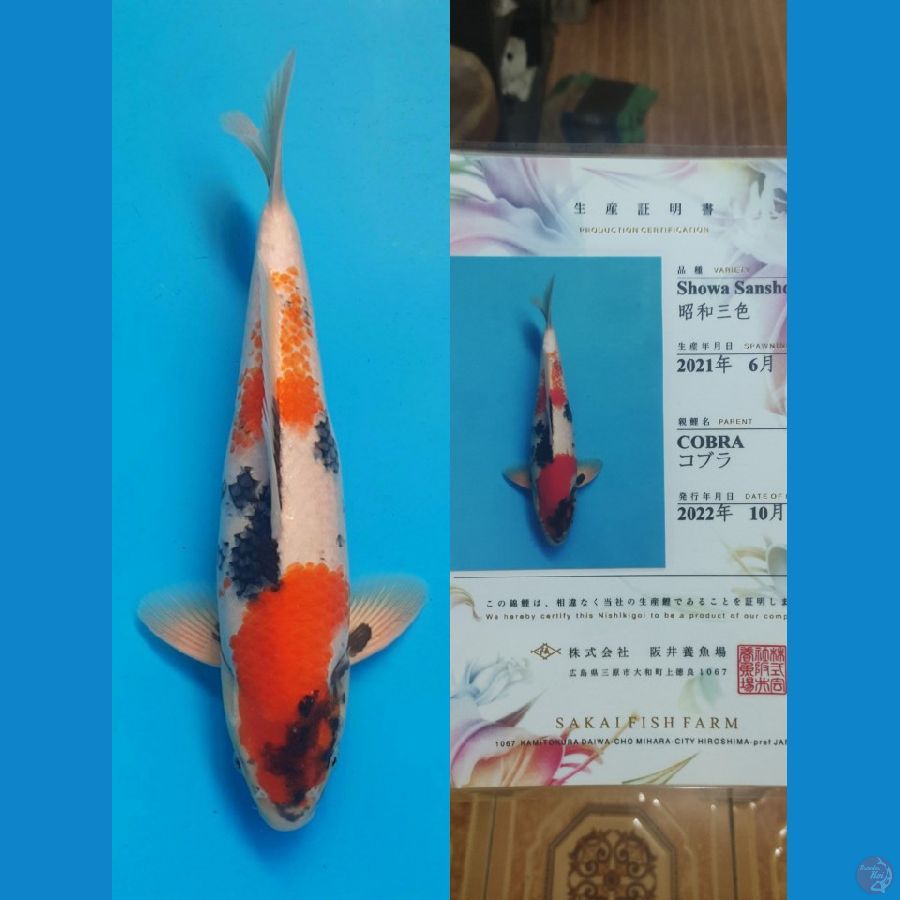 Showa 36cm Sakai FF
