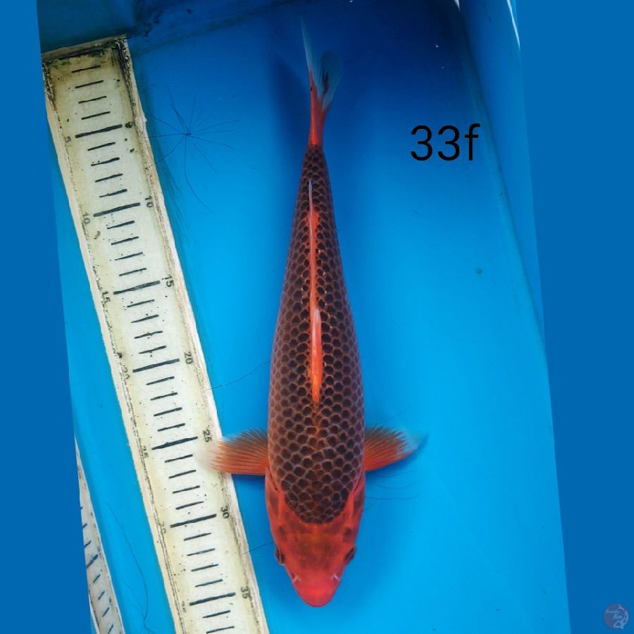 aka matshuba, 33cm female