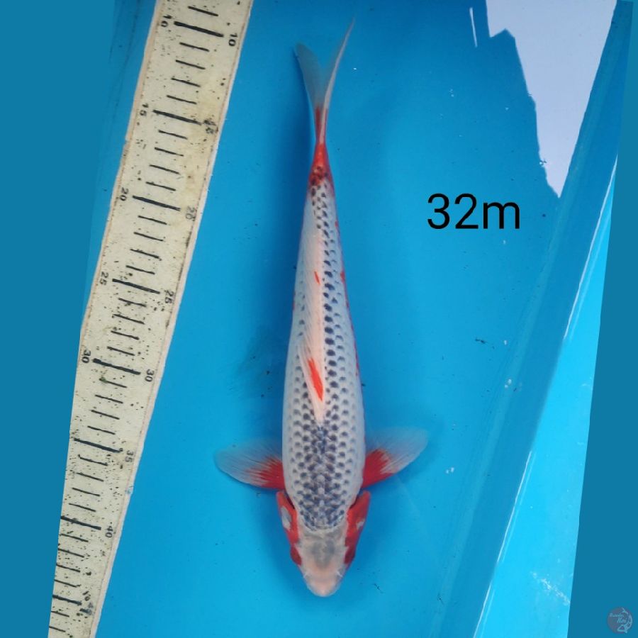 asagi, 32cm male