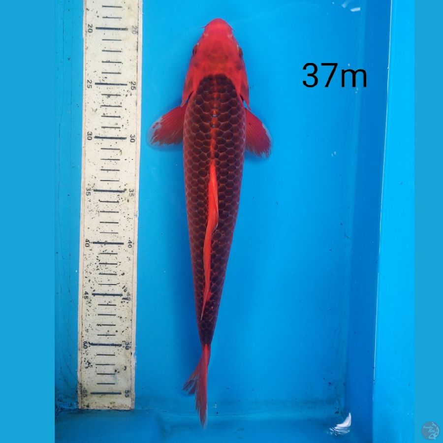 aka matshuba, 37cm male